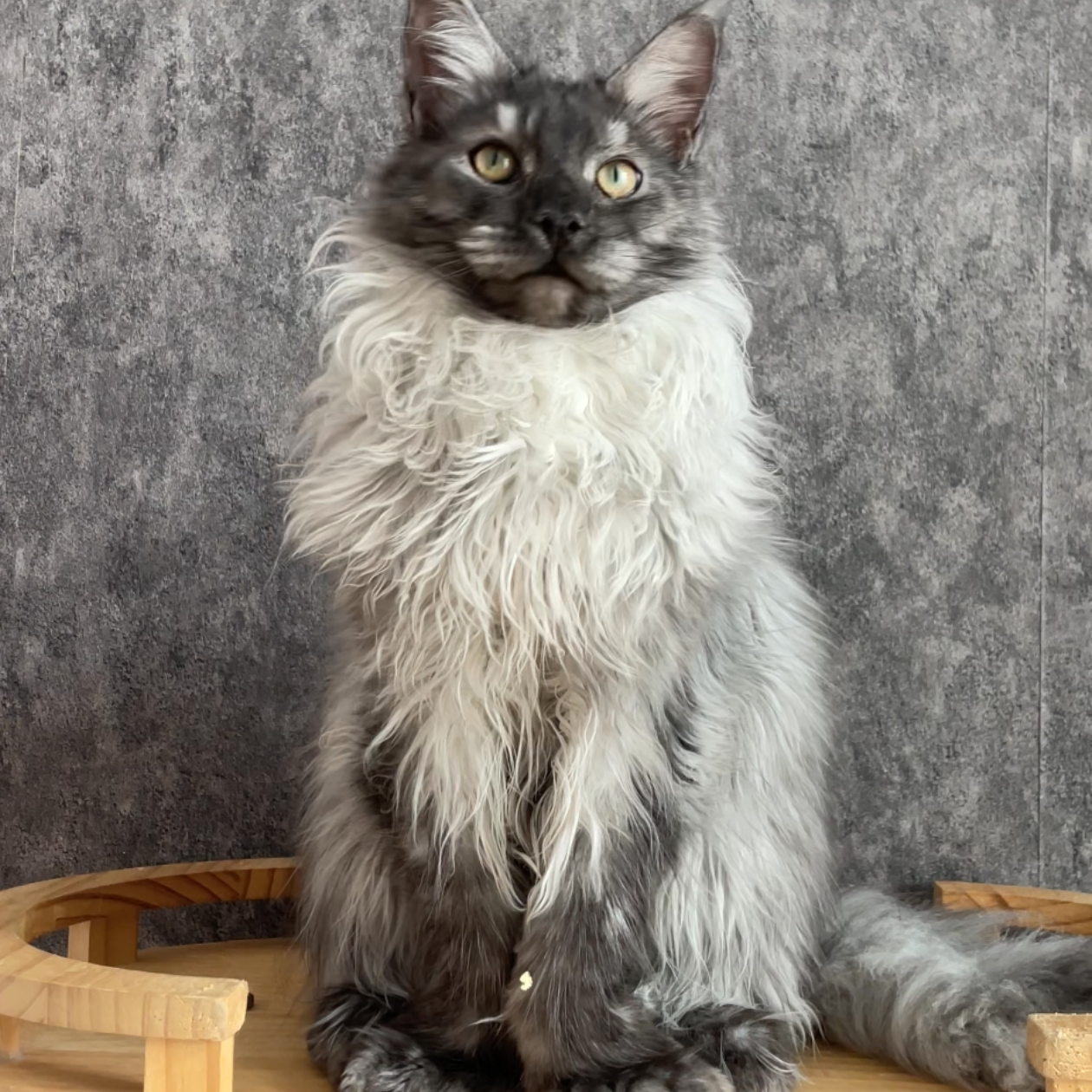 木子家缅因猫健康可爱小猫宠物猫宝宝