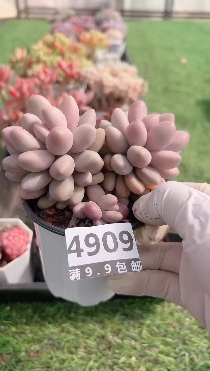 【闪购商品】信福多肉一物一拍