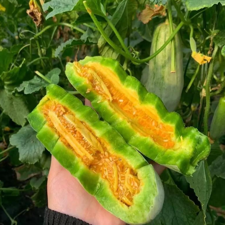 【江浙沪次日达】奢香源心蜜瓜净重4斤脆甜多汁香瓜口口润甜（13）