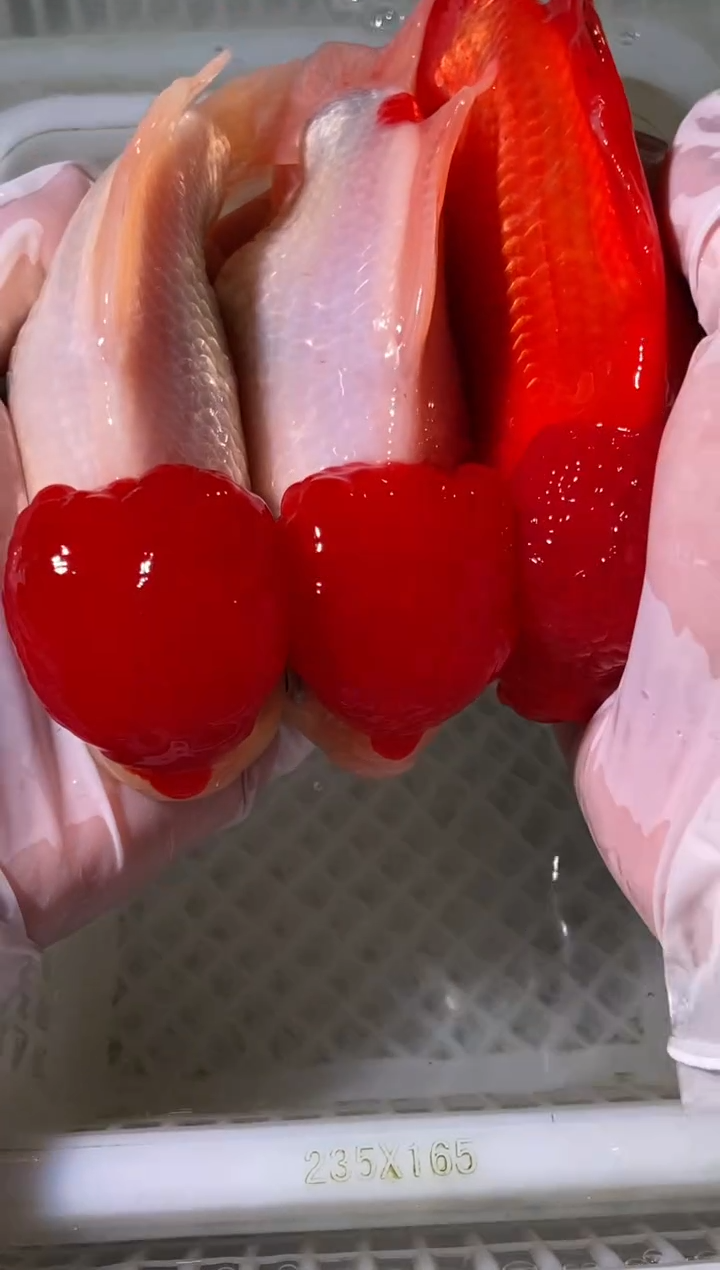 金鱼鸿运当头2条红狮1条