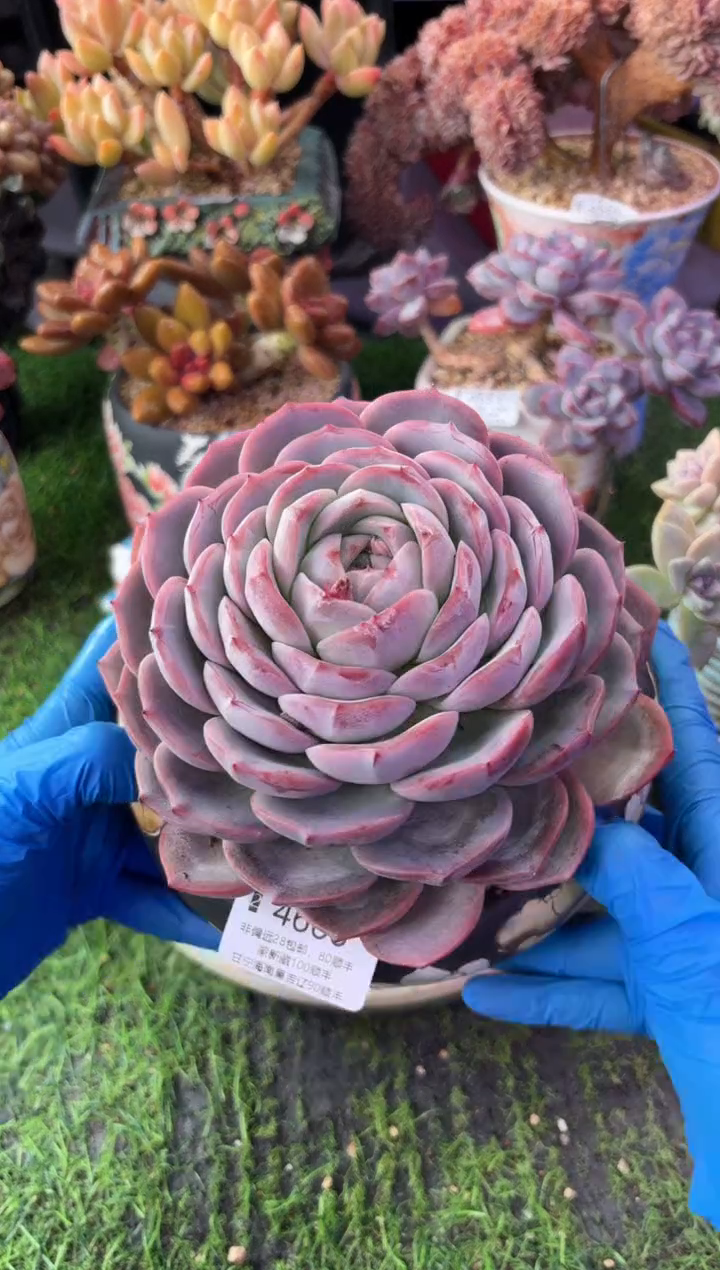 昆明印象多肉4666