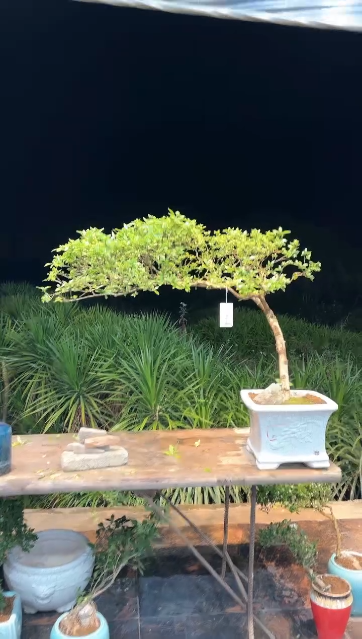 【闪购商品】盆景海岛栀子花