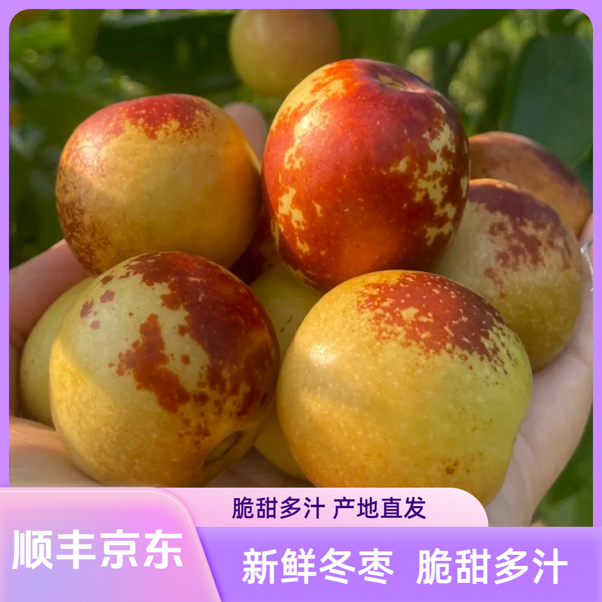 【顺丰京东】现摘冬枣脆甜多汁新鲜应季水果现摘现发产地直发