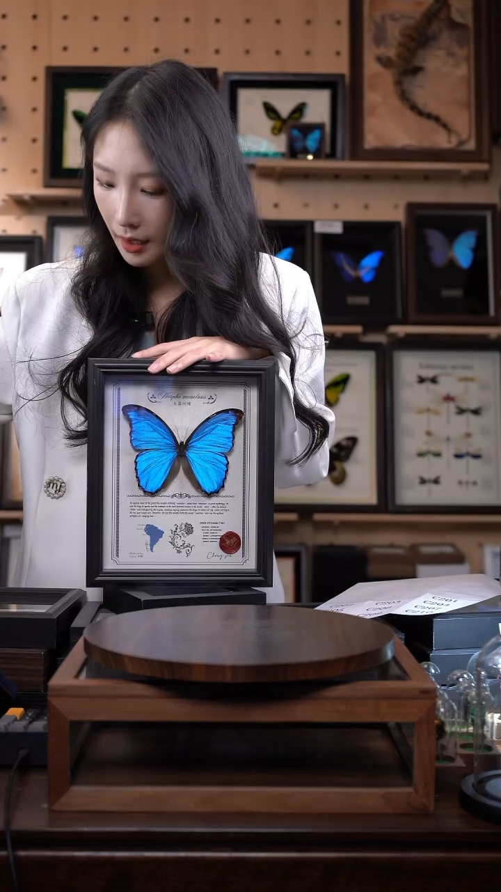 大蓝闪蝶豪华版10寸欧式框（带证书）