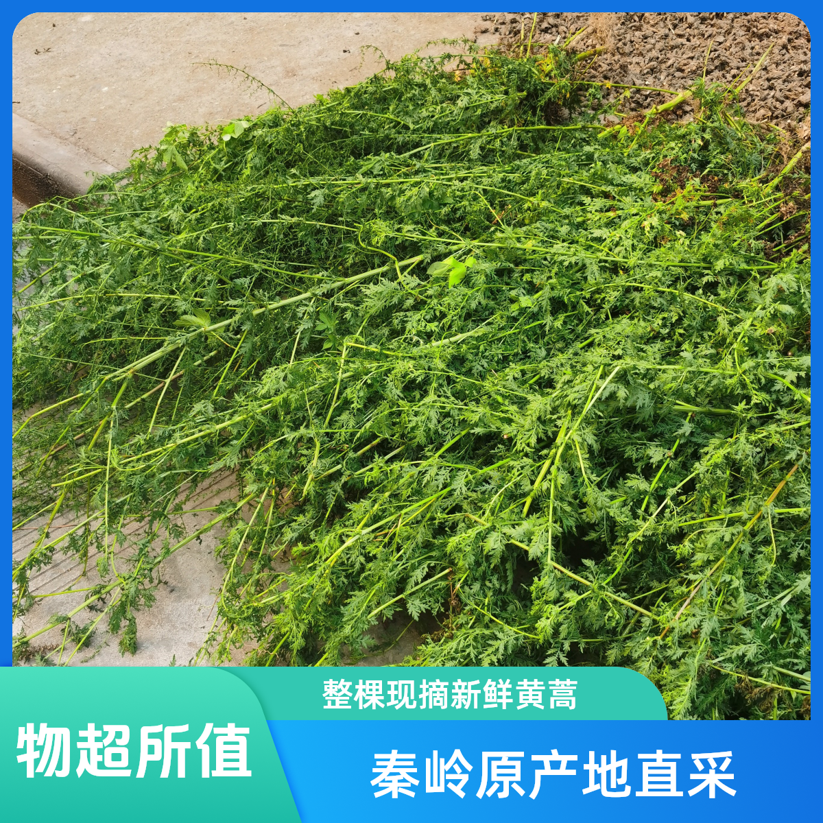 【黄蒿】秦岭黄蒿窝豆子用青蒿香蒿黄花蒿泡茶整棵现摘黄蒿