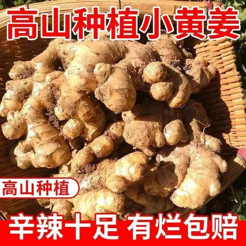 【产地直发】高山现挖老姜 小黄姜 姜香浓郁 产地直发