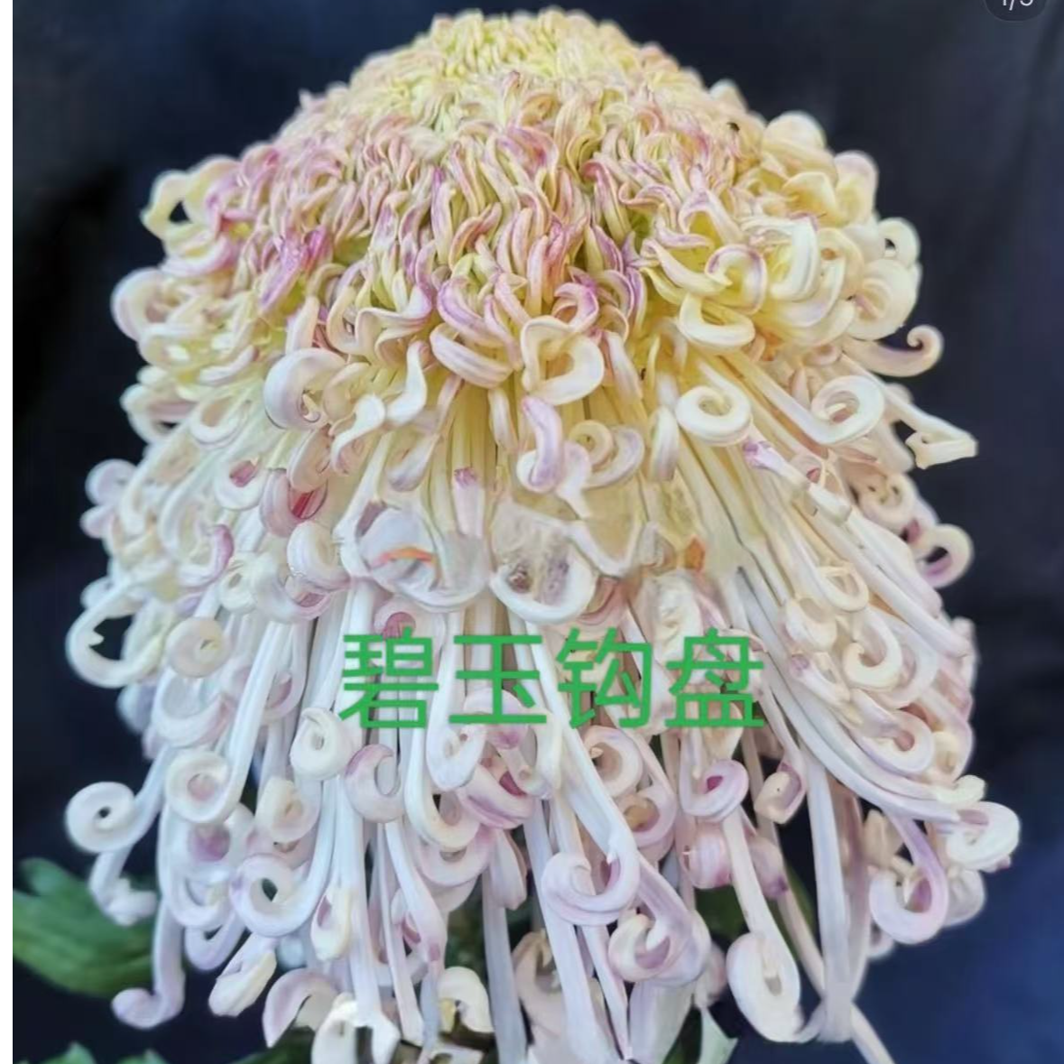 【碧玉钩盘】菊花盆栽带花苞发货大花特色花卉绿植