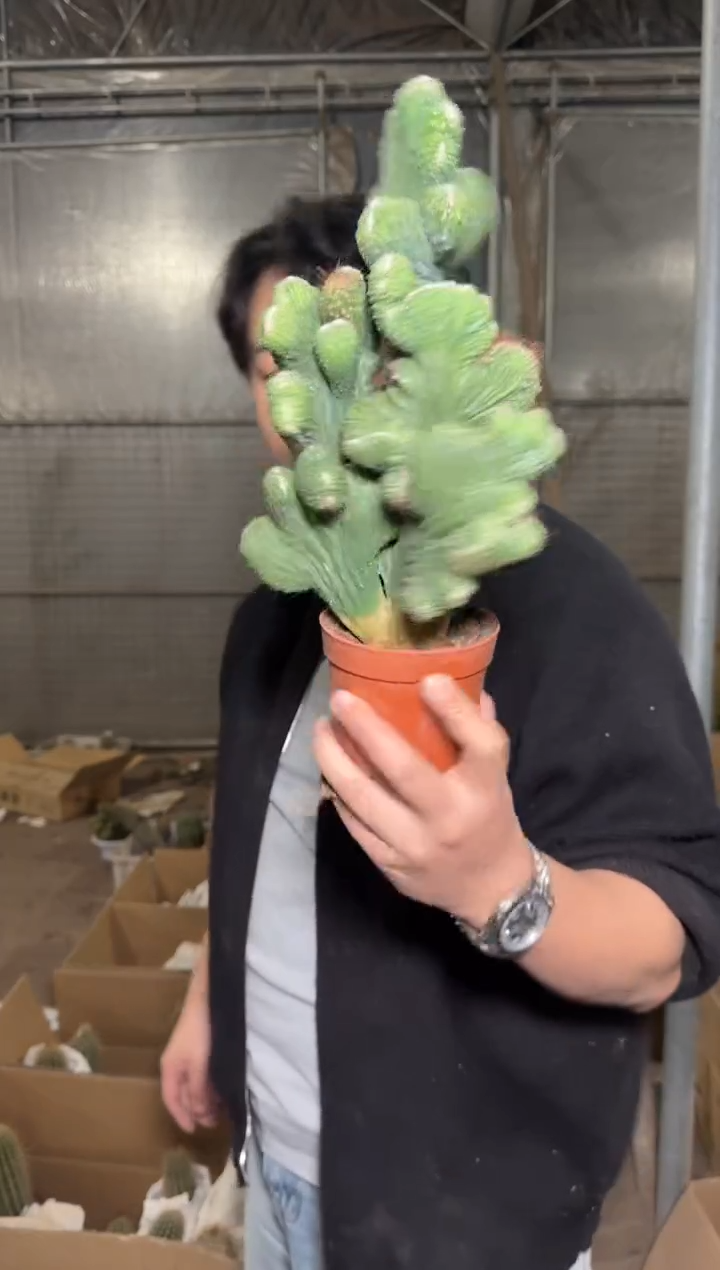 大号 五指山【带根】