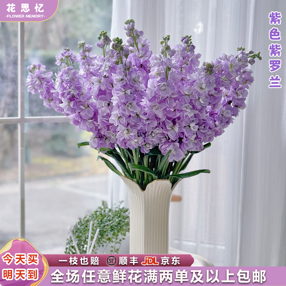 『紫色紫罗兰5枝』家居养花 全场任意满两单鲜花顺丰京东送货上门 三单鲜花送玻璃花瓶鲜花次日达