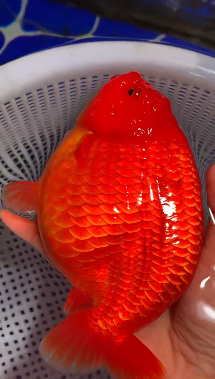 金鱼（运费到付，马印灯下展示）福州追鱼兰寿金鱼