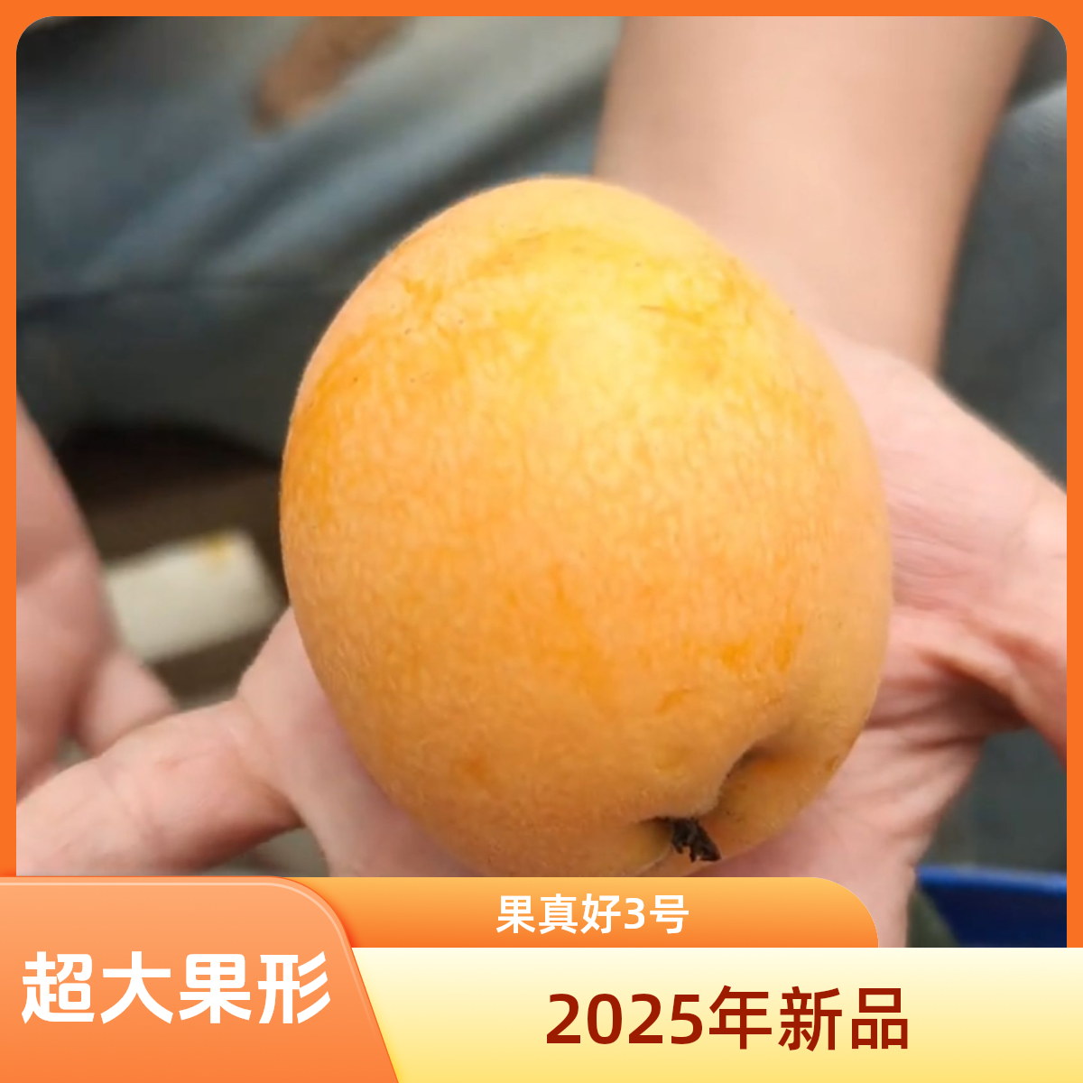 【新品果真好3号】超大果型柿子树金桔黄肉枇杷树苗地栽小绿植盆栽