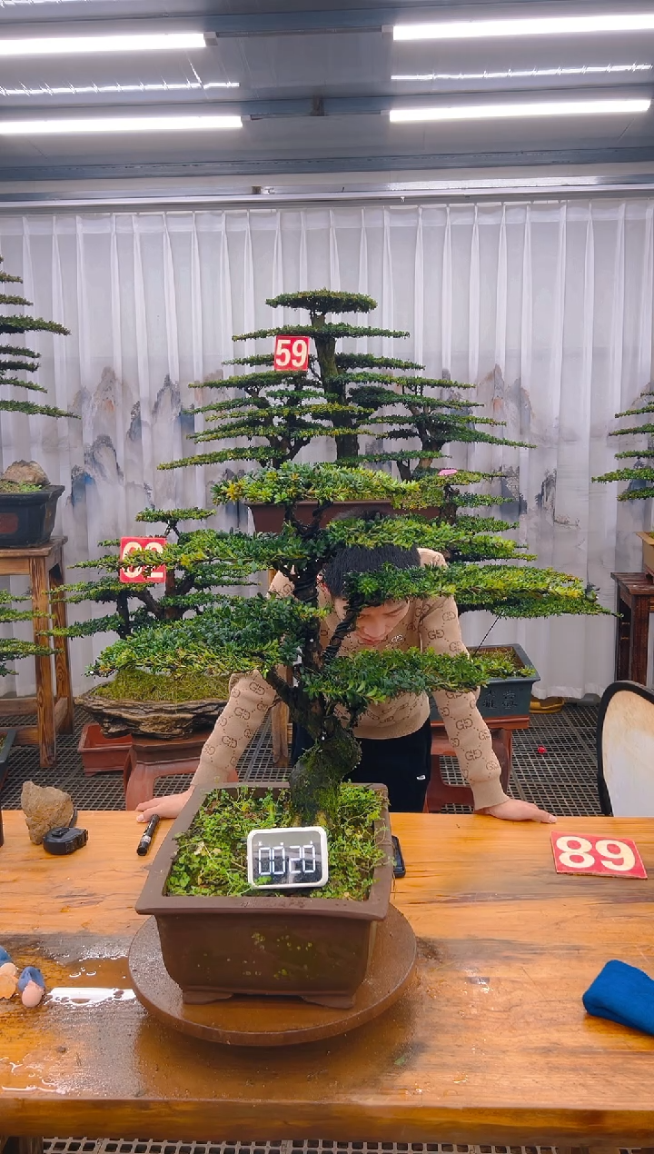 【闪购商品】紫砂精品盆景直播间一物一拍