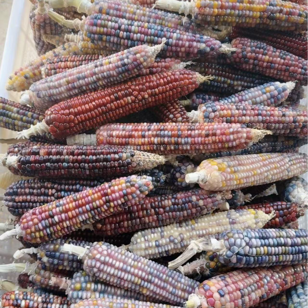 直播间一物一拍，雪菲家的七彩玉米（挂件，车钥匙文玩玉米）