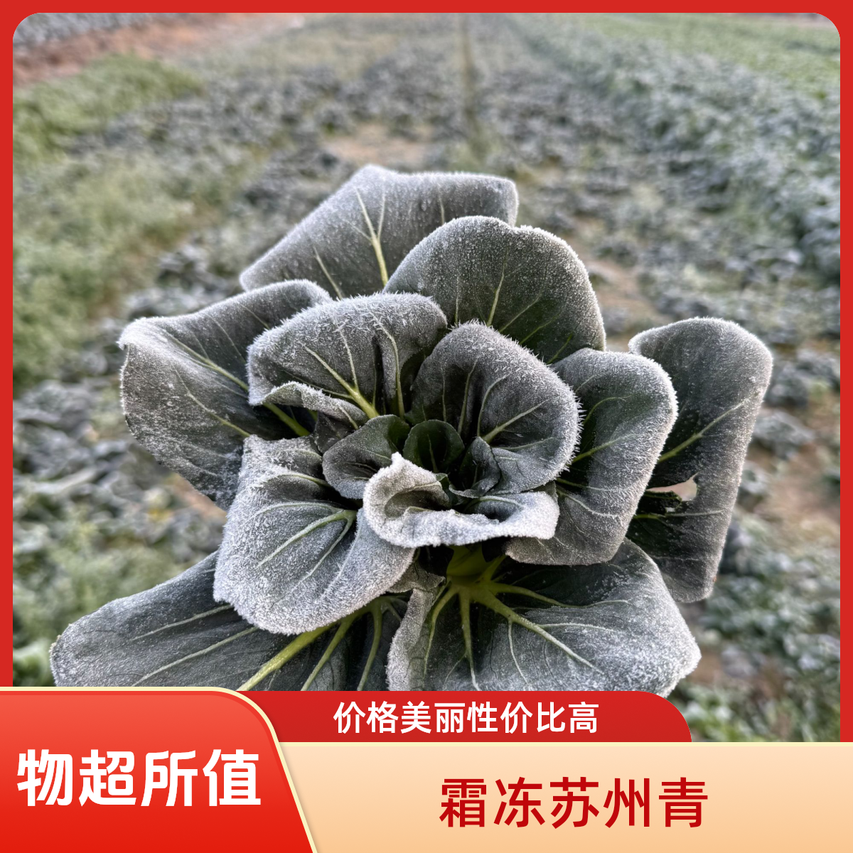 【辣程优选】苏北露天农户自种新鲜霜冻苏州青矮脚青菜软糯甜