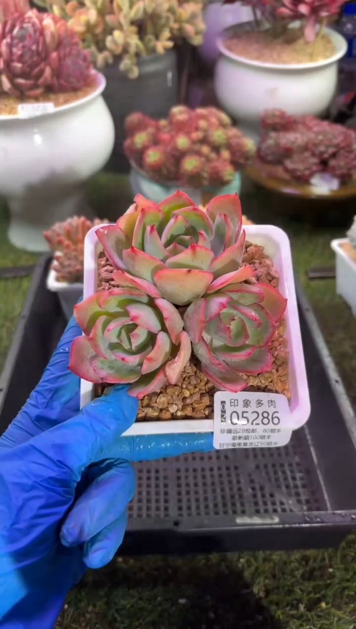 【闪购商品】05286