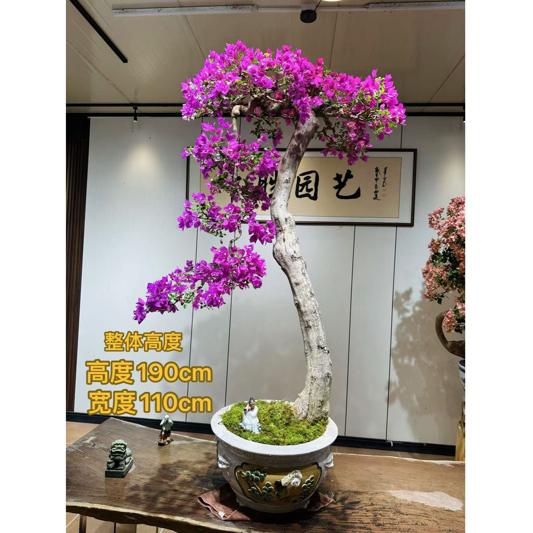 【叶胜园艺】精品小叶紫老桩三角梅盆景