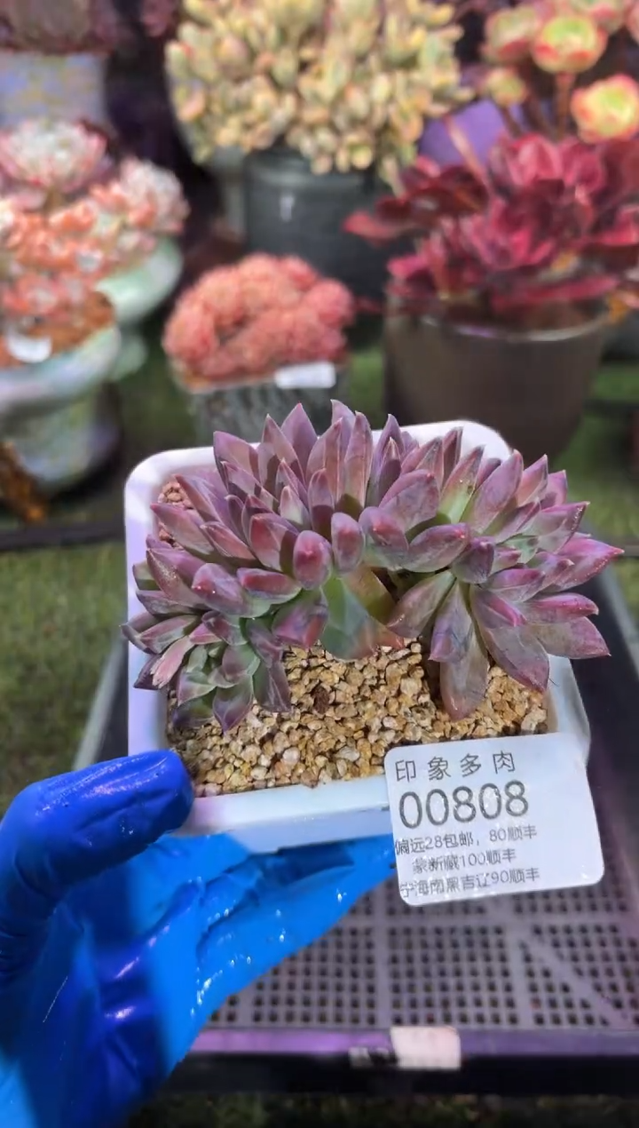 【闪购商品】00808