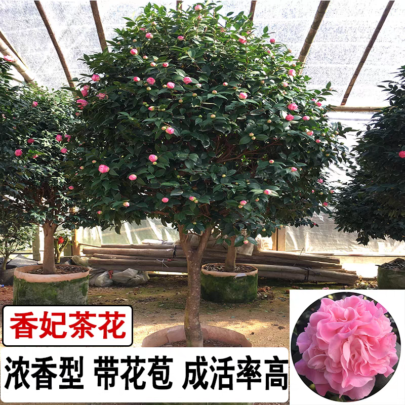 香妃老桩茶花树直播间一物一拍原盆原土发货