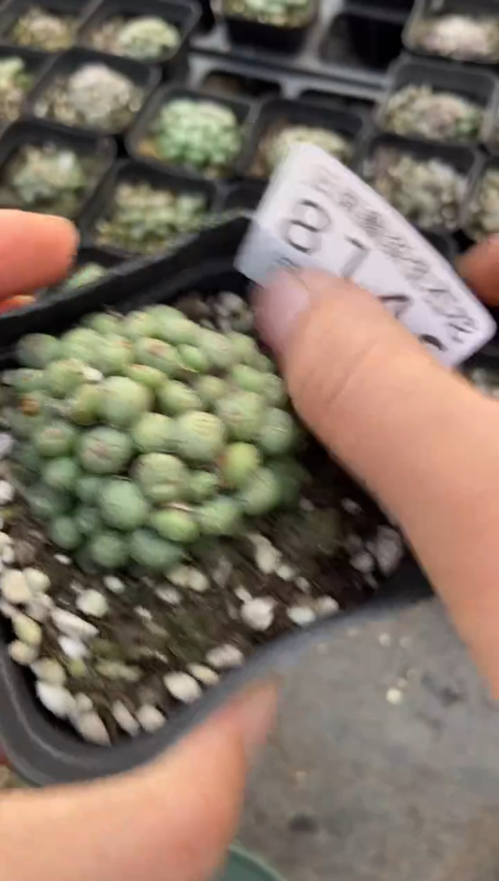 【闪购商品】8146特价原始墨发货1盒有瑕疵