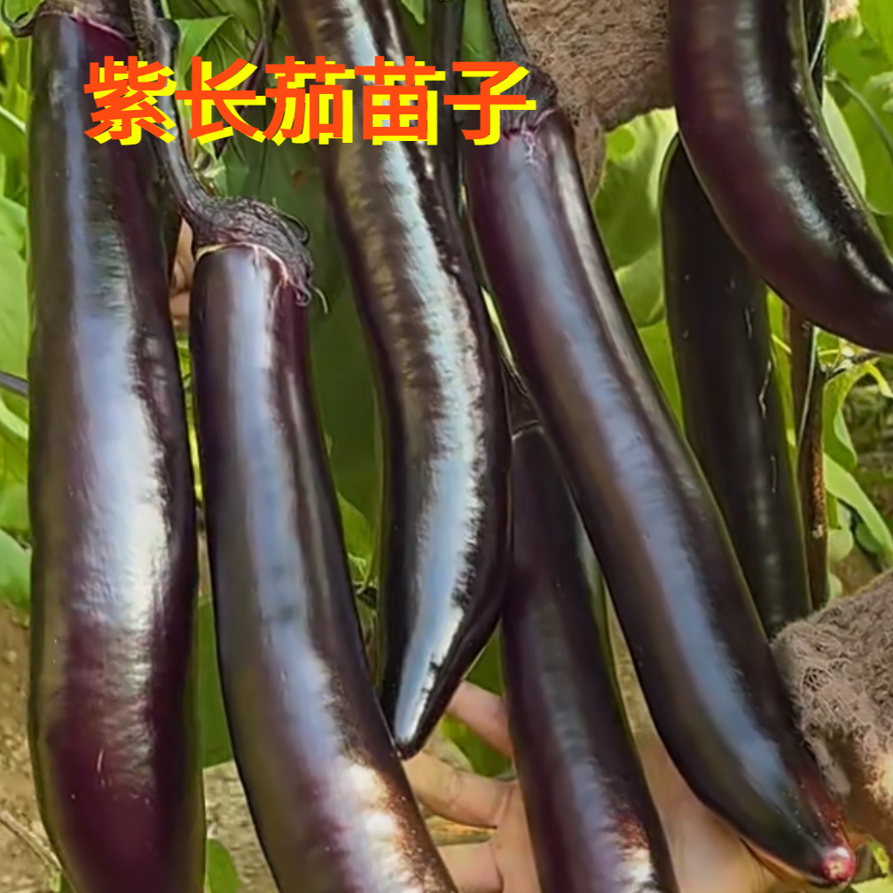 【茄子苗合集】长茄线茄圆茄苗子鲜活粗壮根系发达正品对版家庭小院