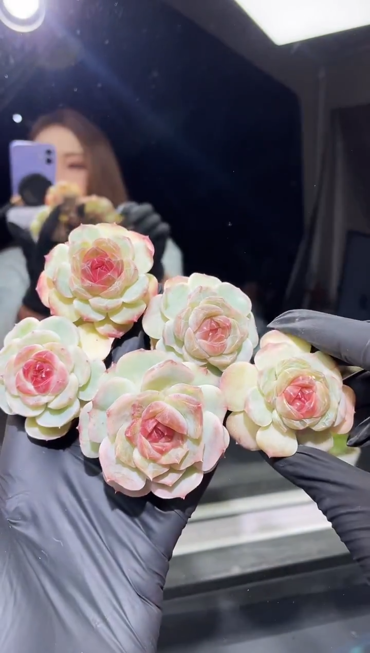 闪购465 小乔多肉一颗  4厘米