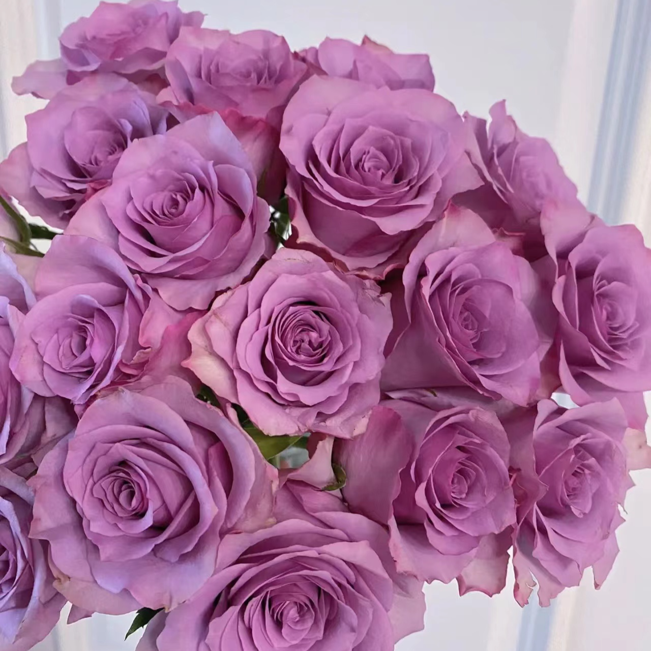 10枝【紫霞仙子】玫瑰  一单中通，二单中通冷链，三单顺丰冷链包邮