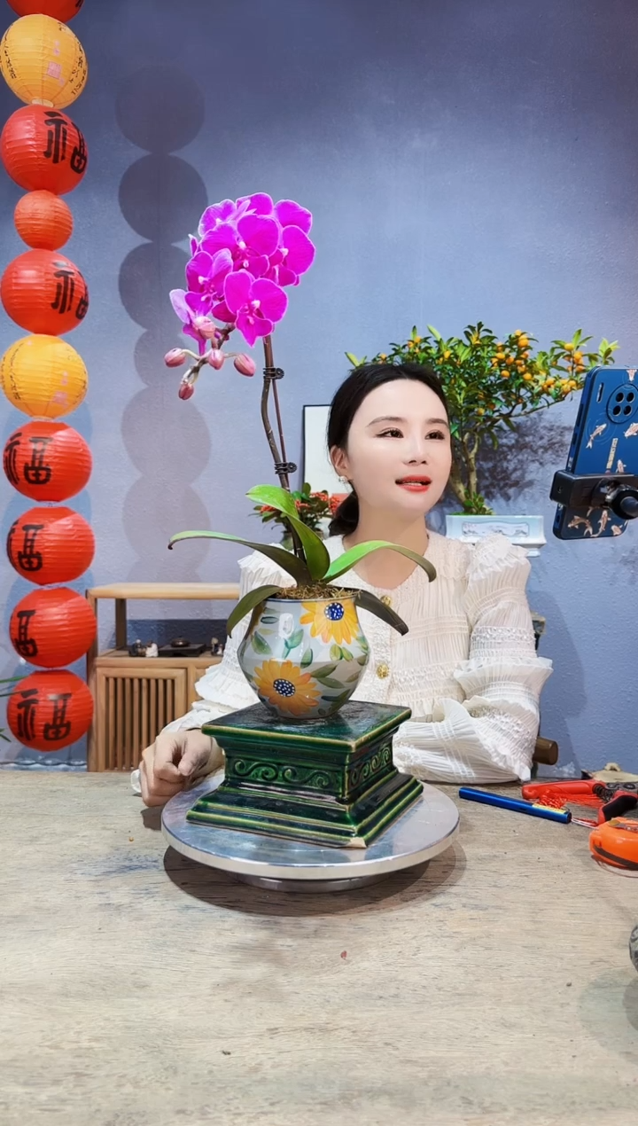 【闪购商品】盆景蝴蝶兰 红豆