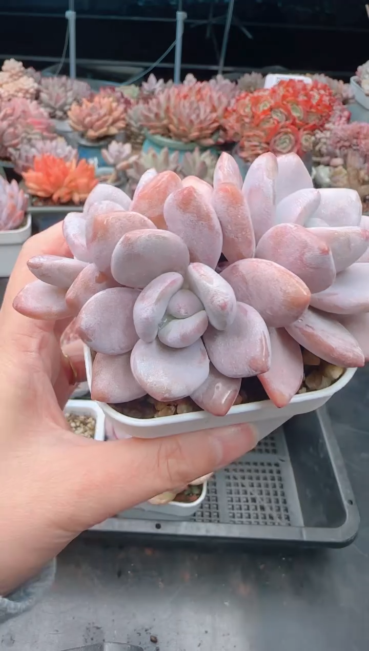 【闪购商品】5144.