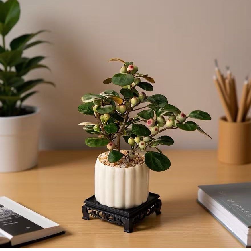 【热植馆】小盼菩提 好看好养 ins风植物室内植物