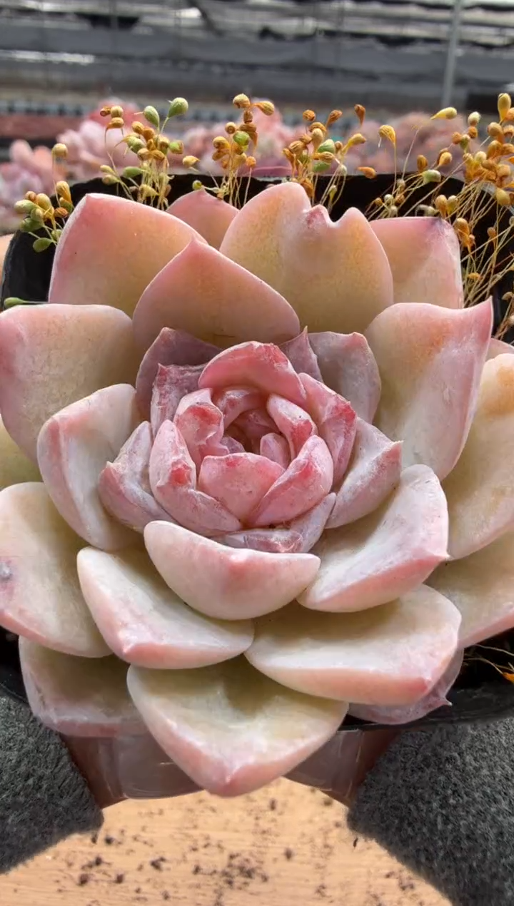 东云多肉园二店-162