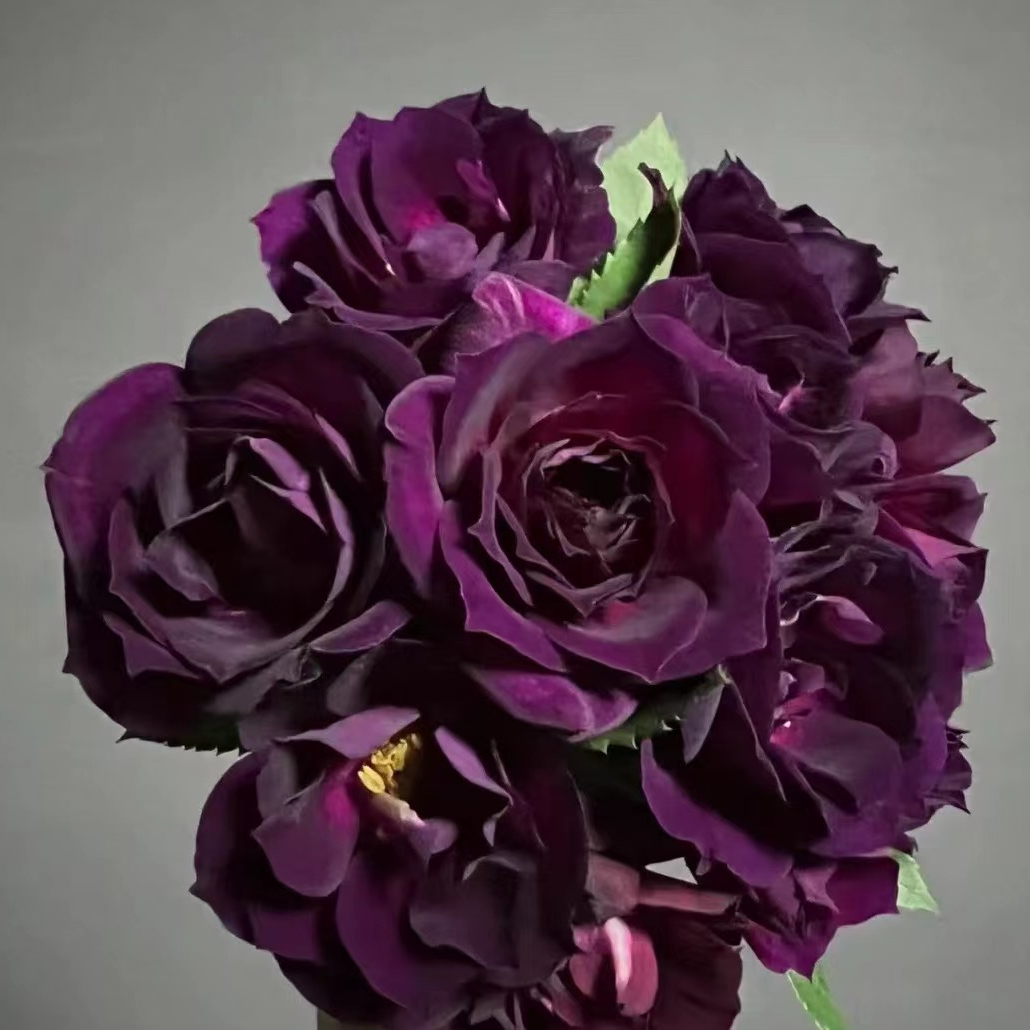 花尤里【午夜深蓝】1加仑盆多棵扦插多季节重复开花月季盆栽