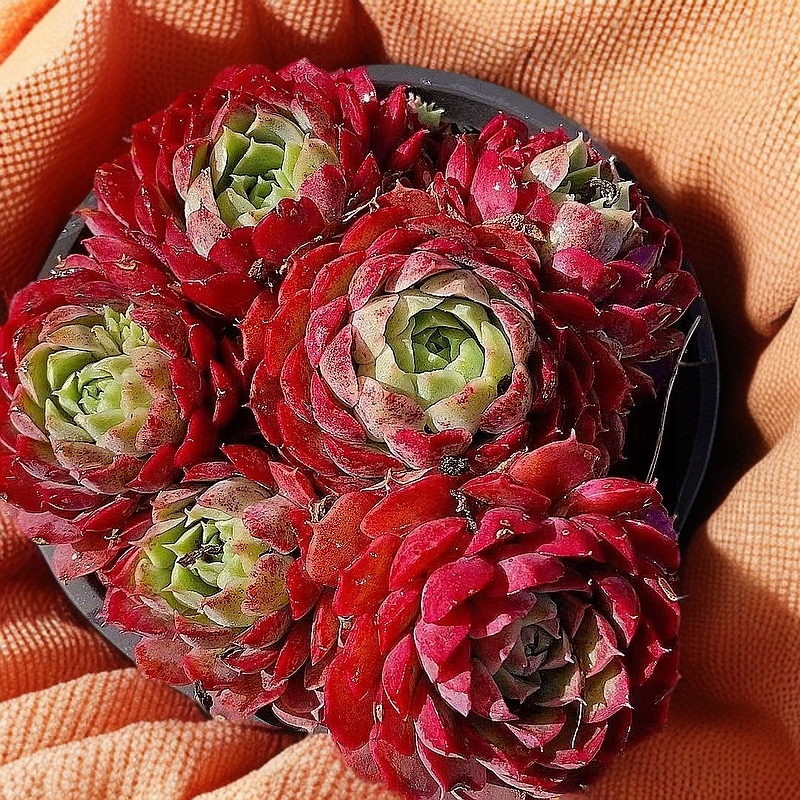 蟠桃多头  熊猫多肉（满19包邮）带盆土发  庭院美观  净化空气  