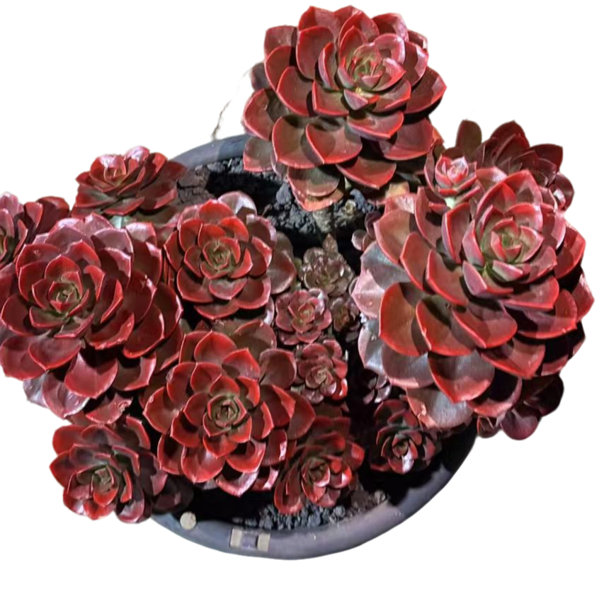 精品多肉植物巧克力