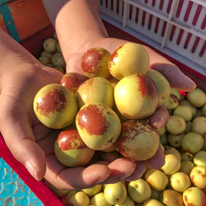 【陕西冬枣】正宗老树冬枣爆甜香脆甜度18➕好吃新鲜一箱约三斤补气血陕西省