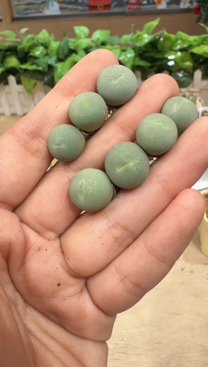 28-65多肉植物肉锥鸽子蛋一颗