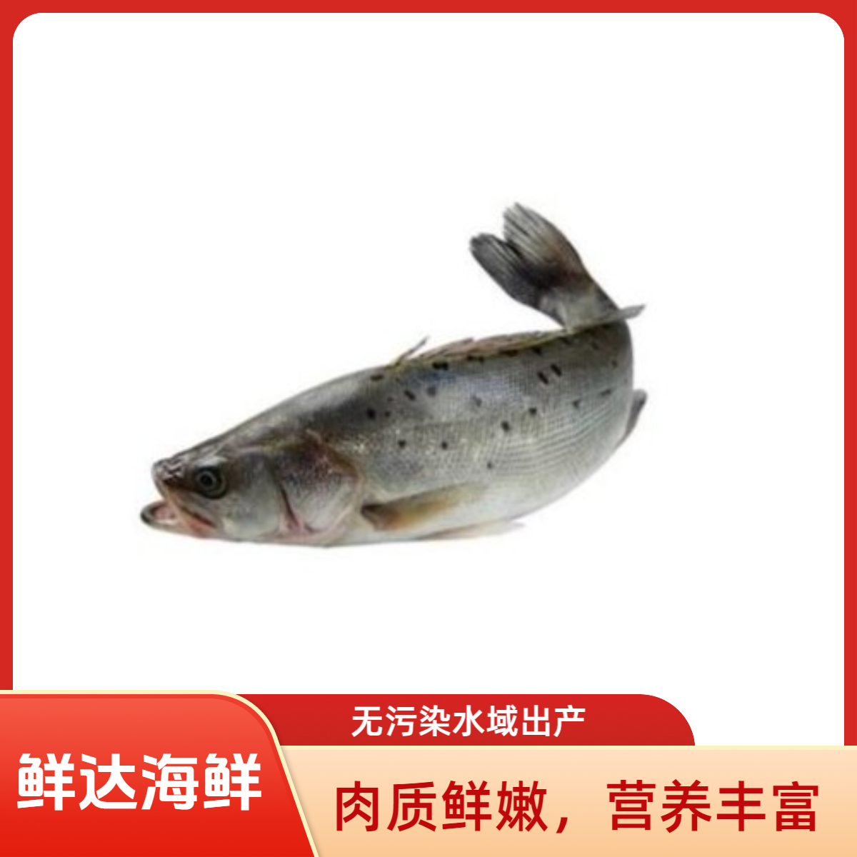 【保鲜不保活】鲜鲈鱼