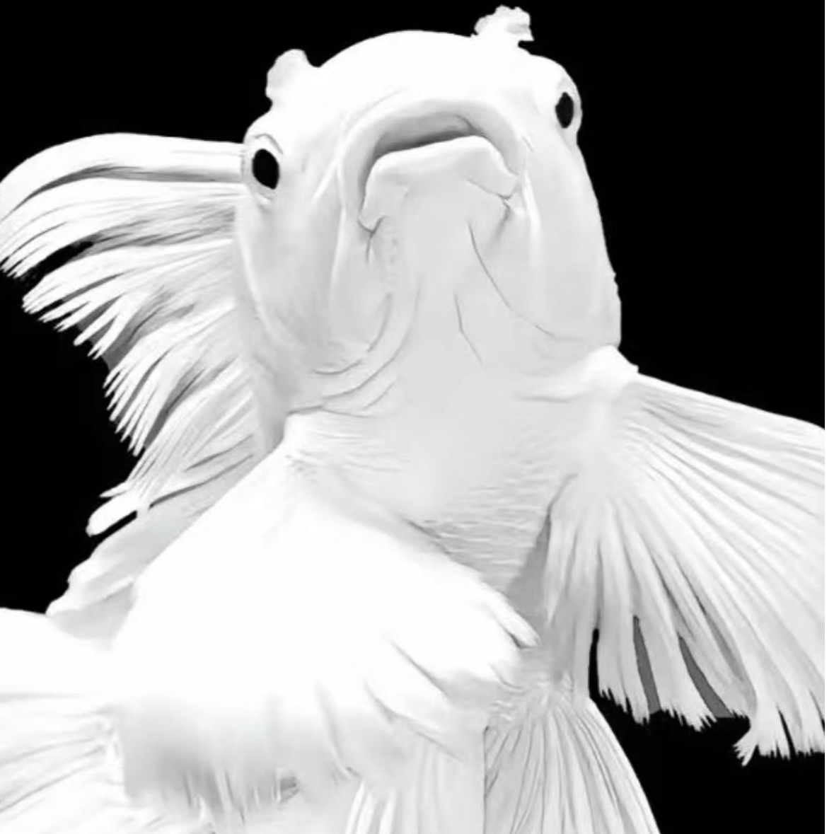 成品蝴蝶鲤大鳍大尾普身