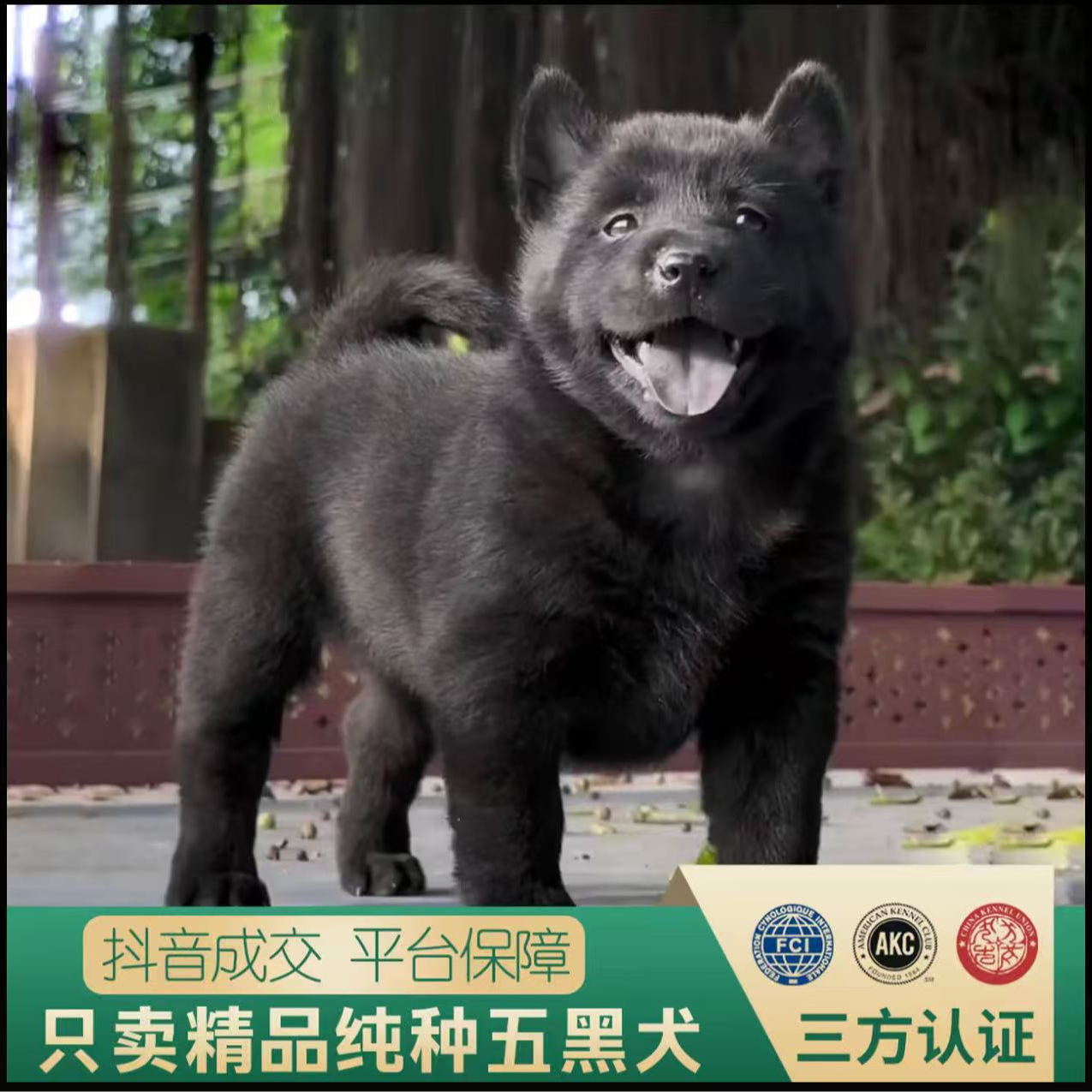 宠物活体狗五黑犬