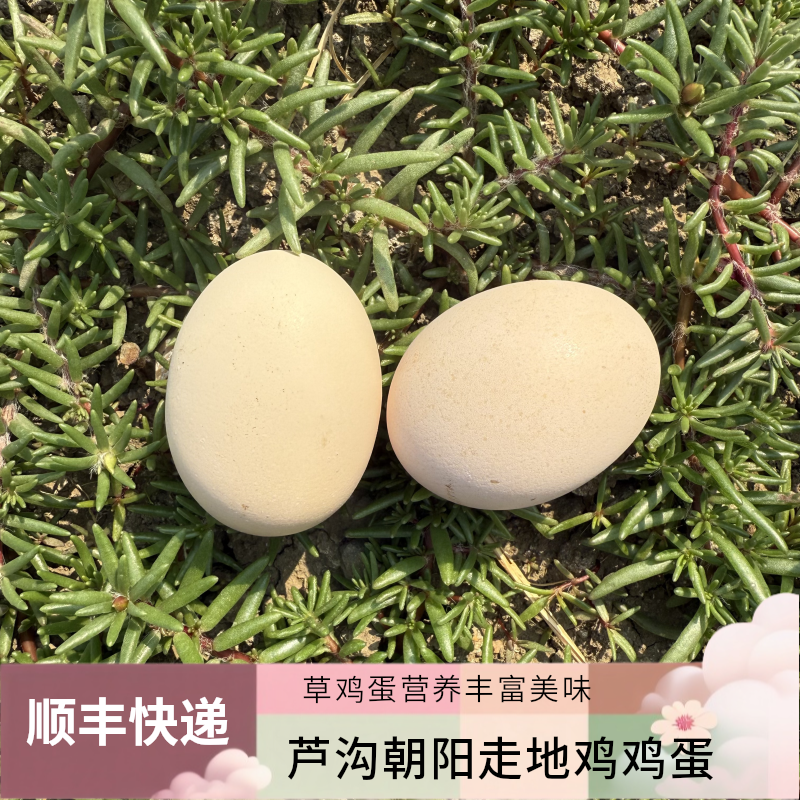 芦沟朝阳走地鸡草鸡蛋