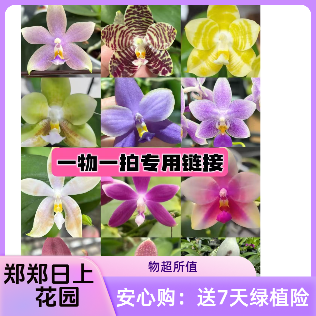 吴氏路德交狗 3.8寸苗带花剑 微瑕少根