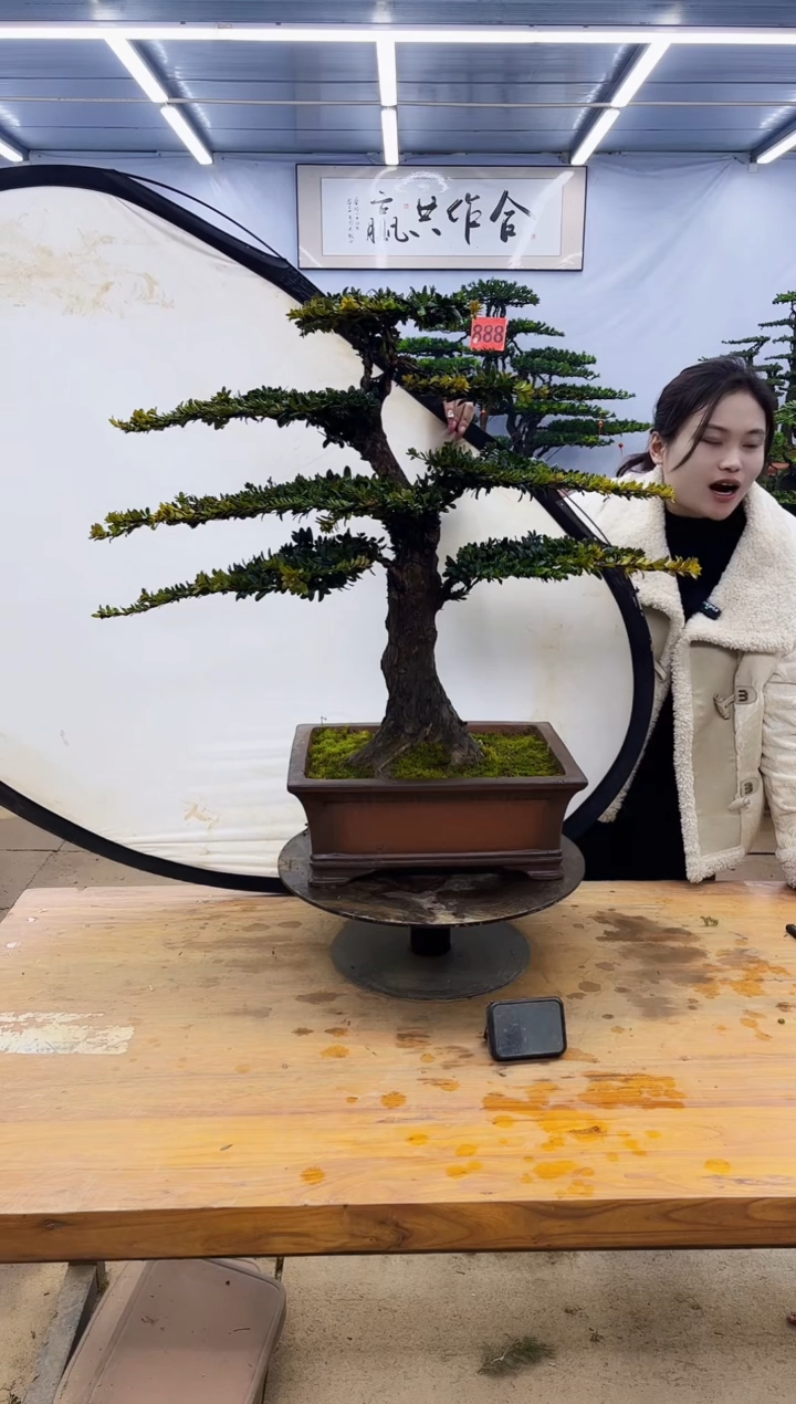 【闪购商品】高端盆景一物一拍，所见即所得