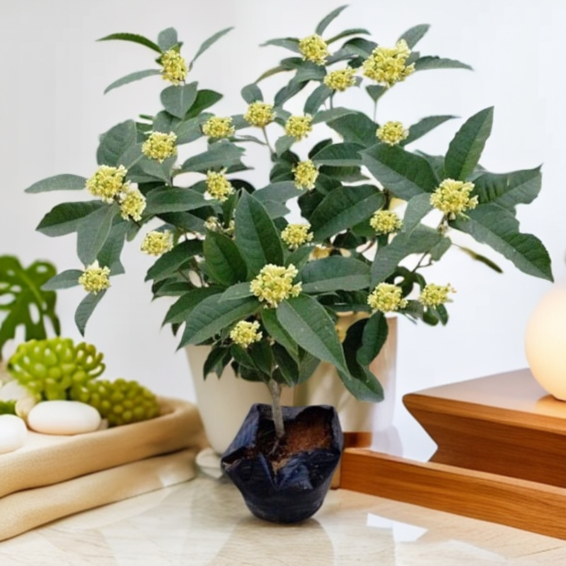 精选四季桂花八月桂栽植正宗花桂花盆栽桂花树丹桂客厅绿植大盆栽