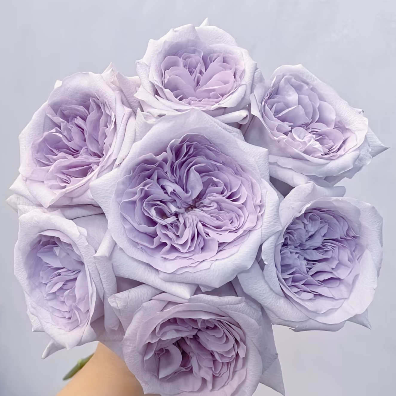 【紫荔枝】灌木月季 紫色切花阳台庭院种植四季开花