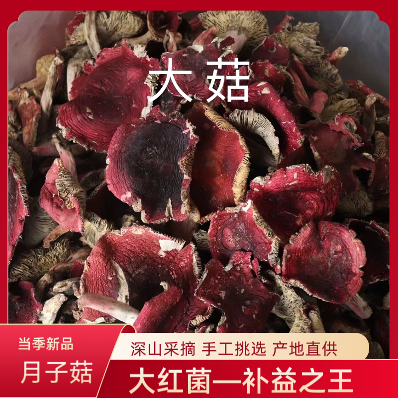 云南深山野生大红菌干货红菇普洱特产月子菇开菇