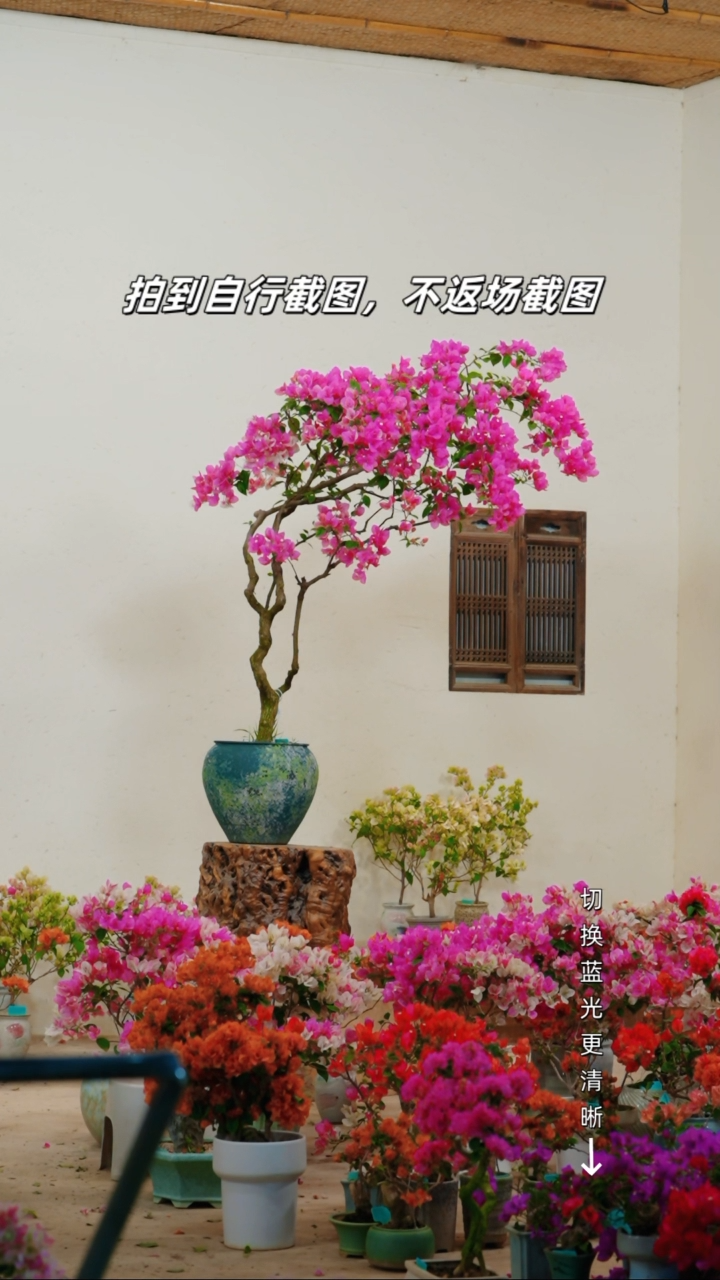全部花朵炫**鹉三角梅老桩盆景