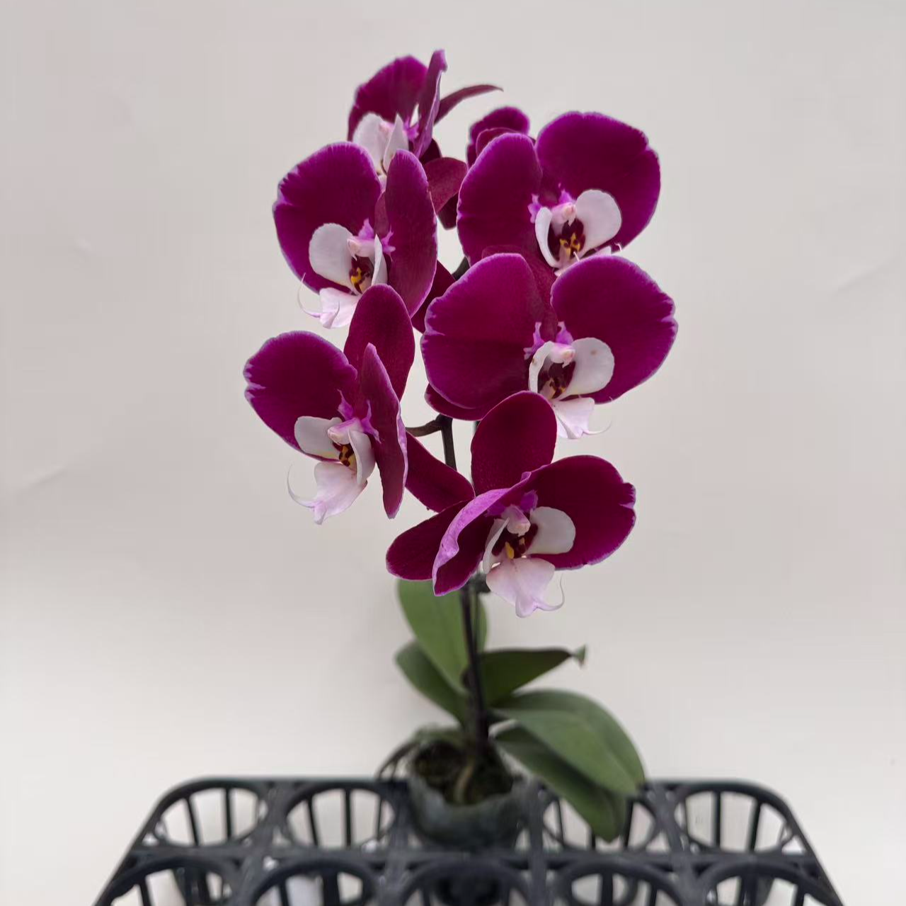 蝴蝶兰【米歇尔单】鲜花盆栽室内观赏花花佛山基地直发好养易