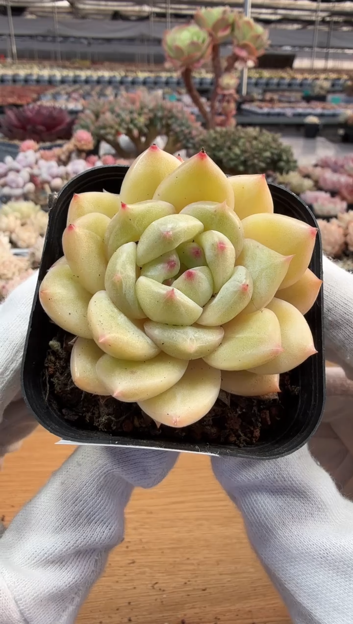 东云多肉园二店-225