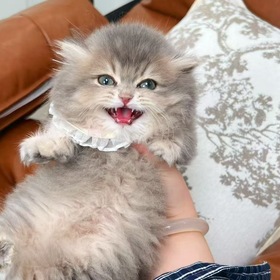 麦兜-蓝金拿破仑猫咪（悠米家）