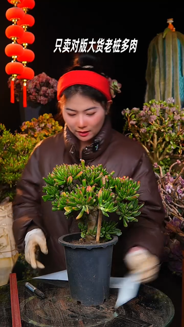 【闪购商品】办公桌小招财猫35号