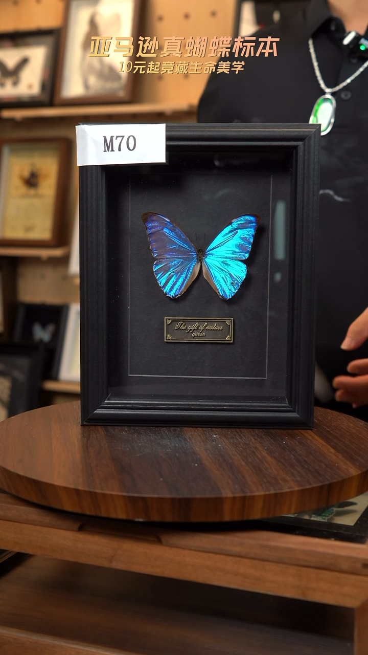 ?*衡黎明蝴蝶标本摆件一口价m70